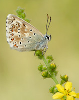 Chalk Hill Blue Polyommatus coridon