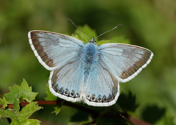 Chalk Hill Blue Polyommatus coridon