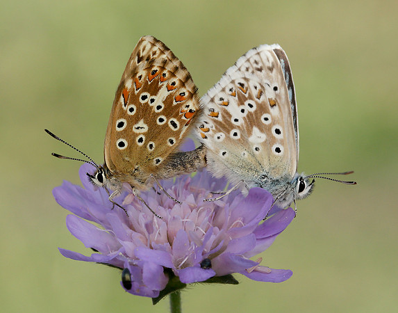 Chalk Hill Blue Polyommatus coridon