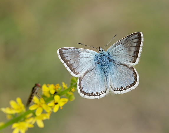 Chalk Hill Blue Polyommatus coridon