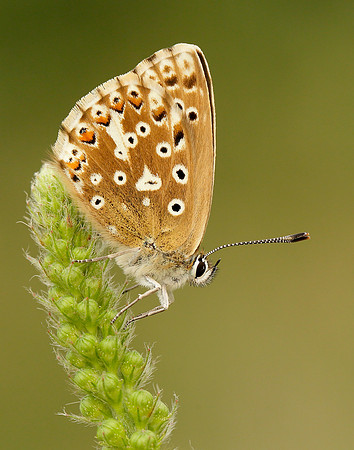 Chalk Hill Blue Polyommatus coridon