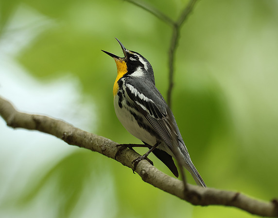 Yellow-throated Warbler  Setophaga dominica