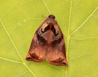 49.013 BF977 Large Fruit-tree Tortrix Archips podana