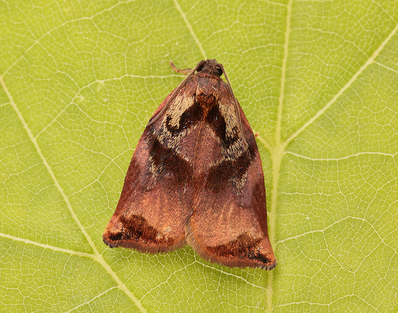 49.013 BF977 Large Fruit-tree Tortrix Archips podana