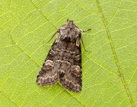 73.220 BF2225 Minor Shoulder-knot Brachylomia viminalis