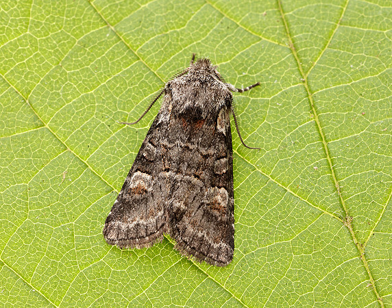 73.220 BF2225 Minor Shoulder-knot Brachylomia viminalis