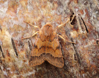 73.188 BF2265 Flounced Chestnut Agrochola helvola