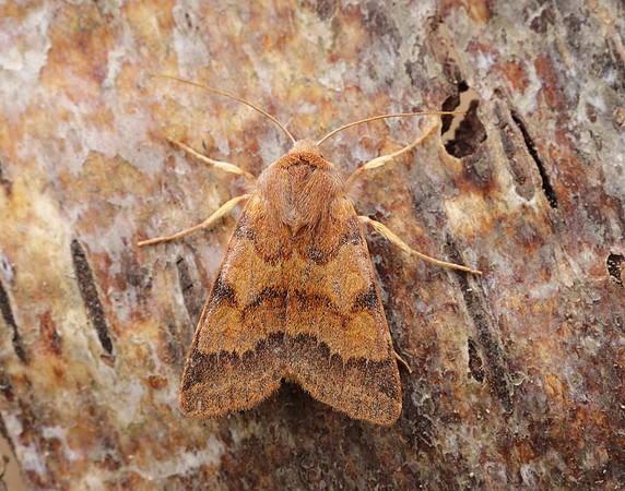 73.188 BF2265 Flounced Chestnut Agrochola helvola