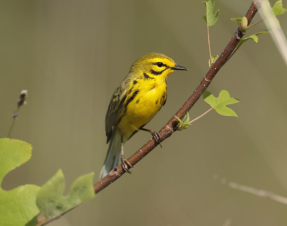 Prairie Warbler Setophaga discolor