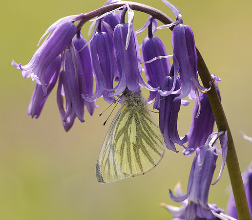 Green-veined White Pieris napi