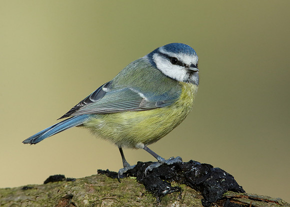 Blue Tit Cyanistes caeruleus