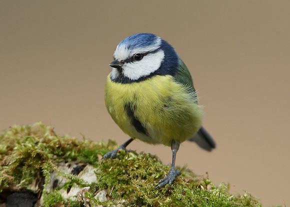 Blue Tit Cyanistes caeruleus