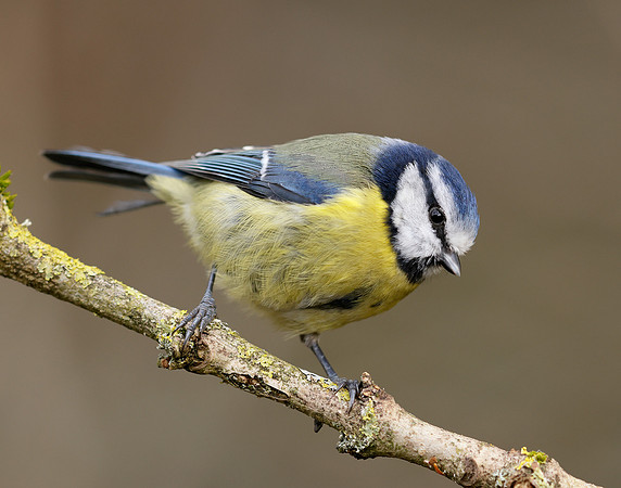 Blue Tit Cyanistes caeruleus