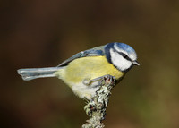 Blue Tit Cyanistes caeruleus