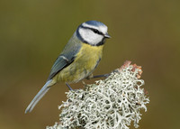 Blue Tit Cyanistes caeruleus