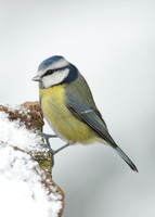 Blue Tit Cyanistes caeruleus