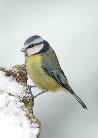 Blue Tit Cyanistes caeruleus