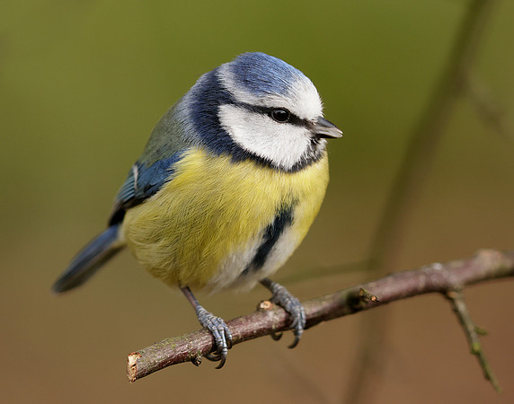 Blue Tit Cyanistes caeruleus