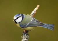 Blue Tit Cyanistes caeruleus