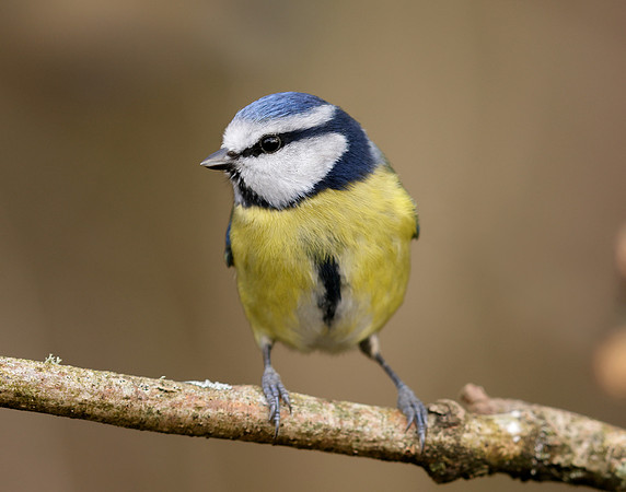 Blue Tit Cyanistes caeruleus