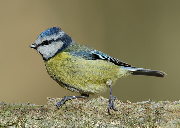 Blue Tit Cyanistes caeruleus