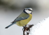 Blue Tit Cyanistes caeruleus