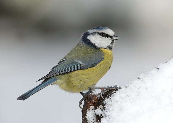 Blue Tit Cyanistes caeruleus