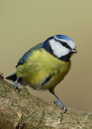 Blue Tit Cyanistes caeruleus