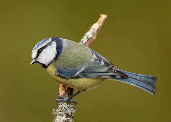 Blue Tit Cyanistes caeruleus