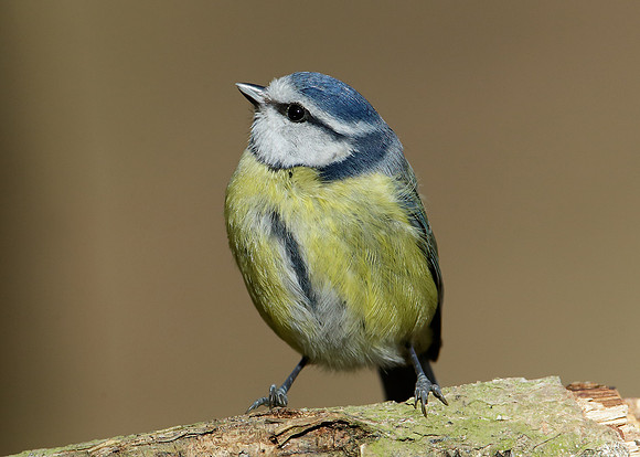 Blue Tit Cyanistes caeruleus