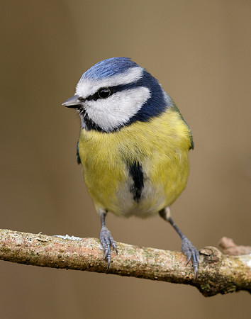 Blue Tit Cyanistes caeruleus