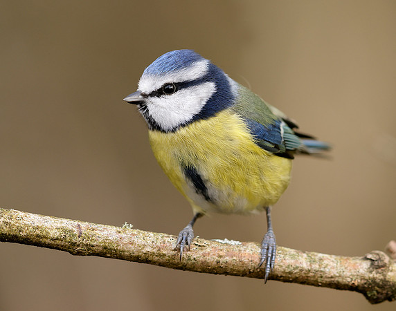Blue Tit Cyanistes caeruleus