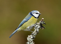 Blue Tit Cyanistes caeruleus