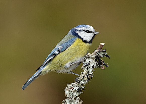 Blue Tit Cyanistes caeruleus