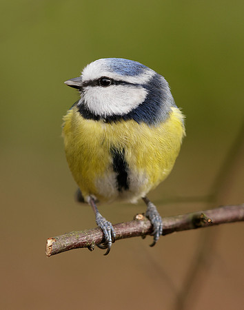 Blue Tit Cyanistes caeruleus