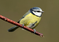 Blue Tit Cyanistes caeruleus