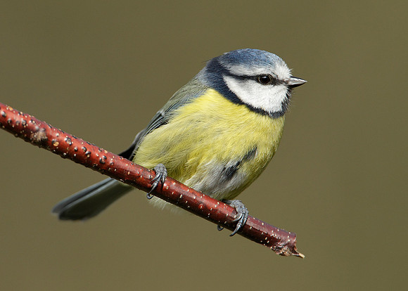 Blue Tit Cyanistes caeruleus
