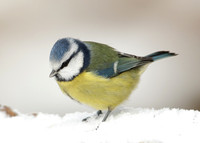 Blue Tit Cyanistes caeruleus