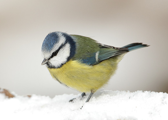 Blue Tit Cyanistes caeruleus