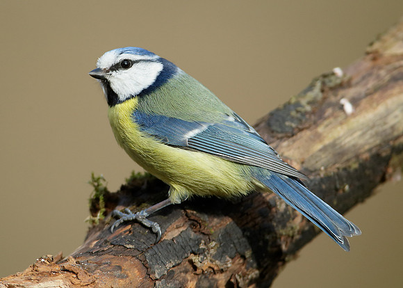 Blue Tit Cyanistes caeruleus