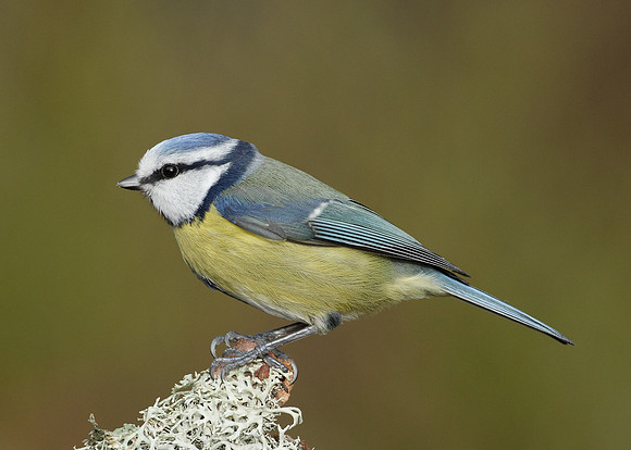 Blue Tit Cyanistes caeruleus