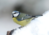 Blue Tit Cyanistes caeruleus