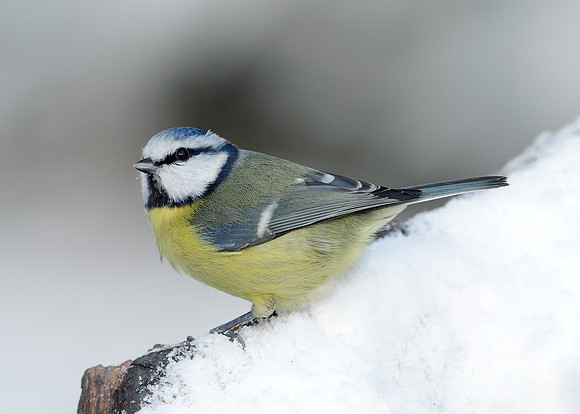 Blue Tit Cyanistes caeruleus
