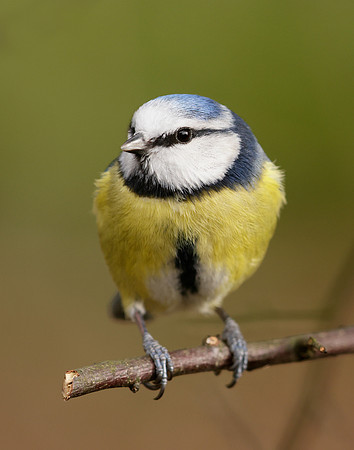 Blue Tit Cyanistes caeruleus