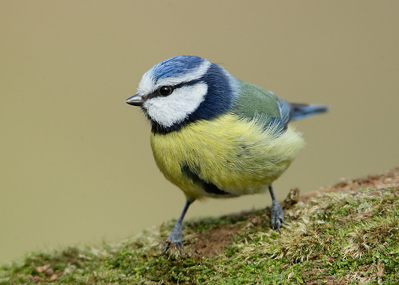 Blue Tit Cyanistes caeruleus