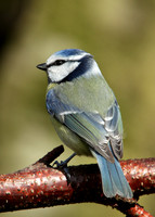Blue Tit Cyanistes caeruleus