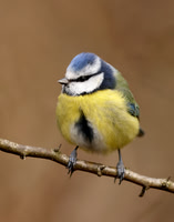 Blue Tit Cyanistes caeruleus