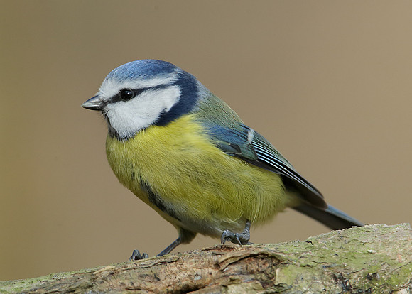 Blue Tit Cyanistes caeruleus