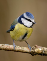 Blue Tit Cyanistes caeruleus