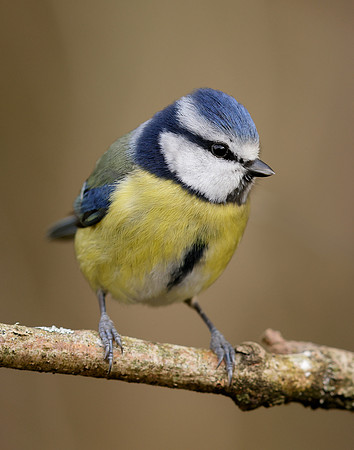 Blue Tit Cyanistes caeruleus